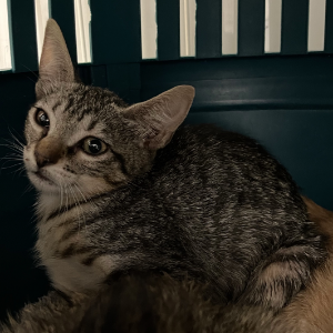 Basmati - Cat - 11pets: Adopt