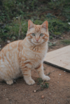 Manolito