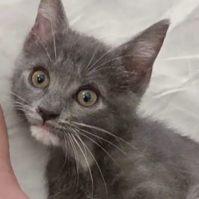 Tambor