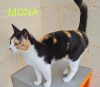MONA