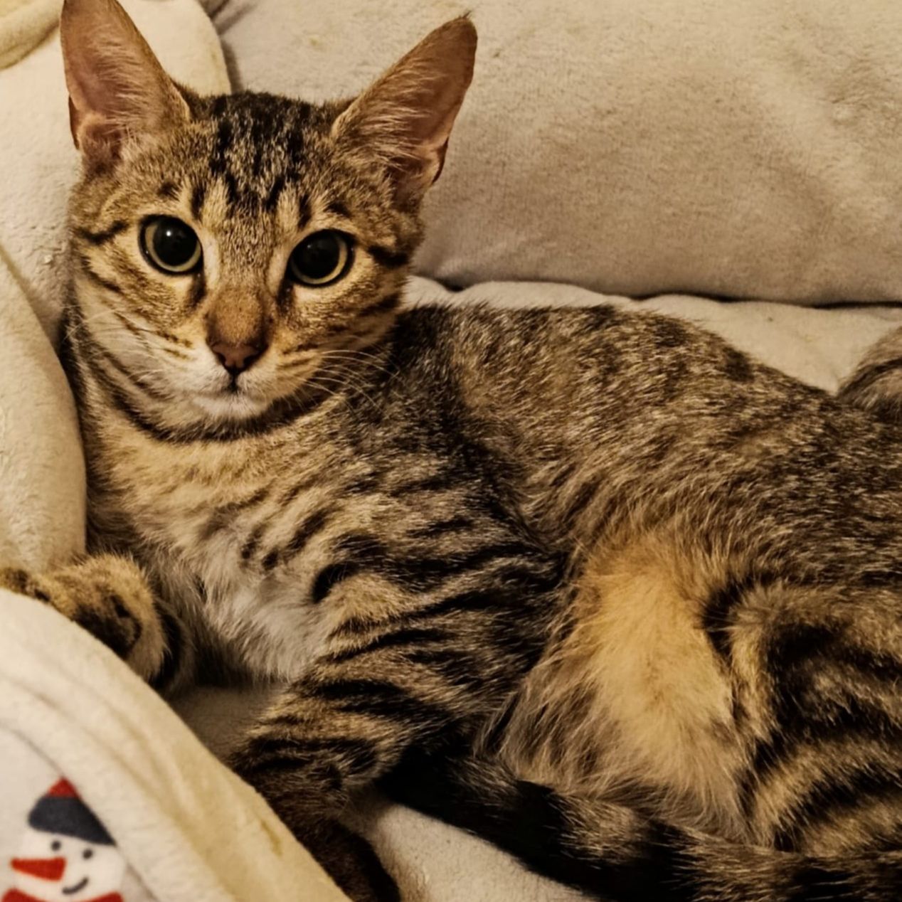 Deimos  - AL MOMOTARO CAT CAFE
