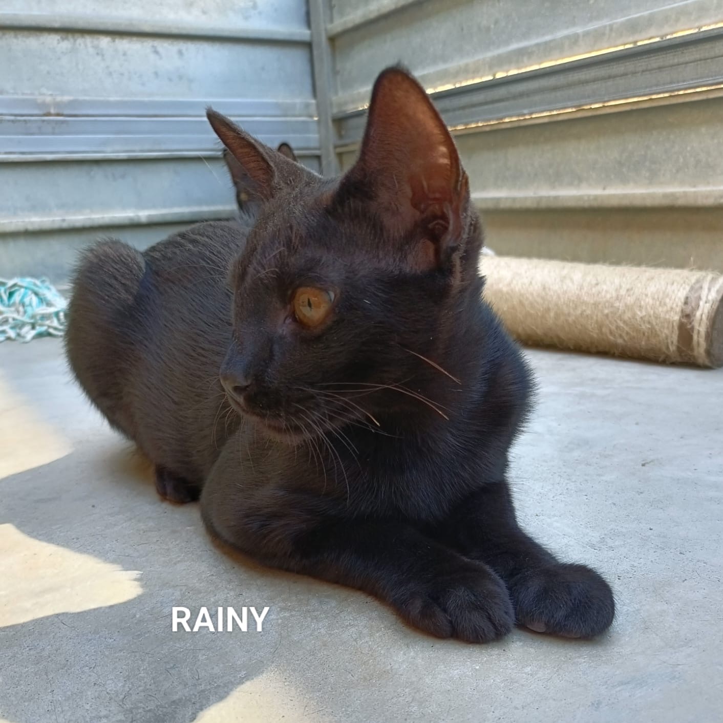 Rainy