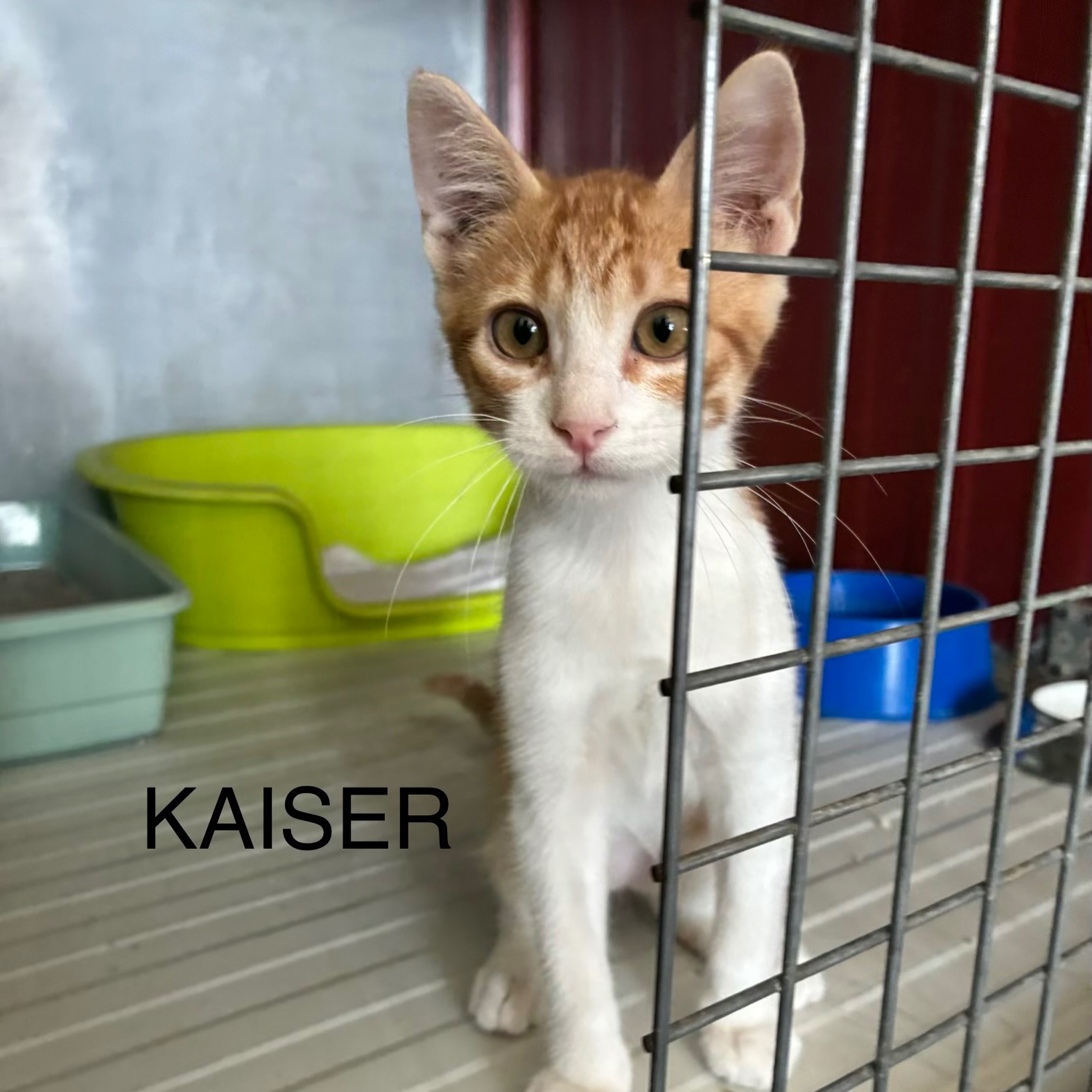Káiser