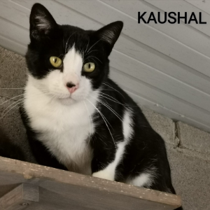 Kaushal  - Cat - 11pets: Adopt