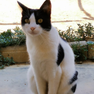 Chery - Cat - 11pets: Adopt
