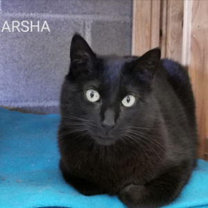 Marsha  - Cat - 11pets: Adopt