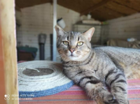 NIÑA
