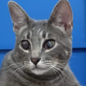 Blue - Cat - 11pets: Adopt