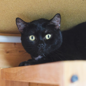 MONCHO - Cat - 11pets: Adopt