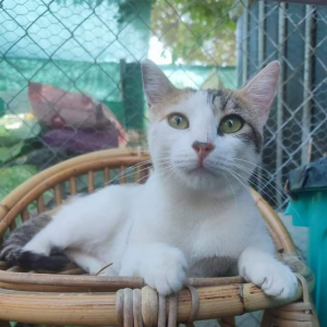 BIANCA - Cat - 11pets: Adopt