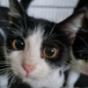Rigoberto