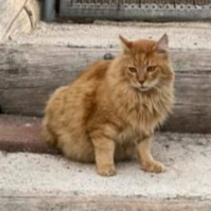BagPuss - Cat - 11pets: Adopt
