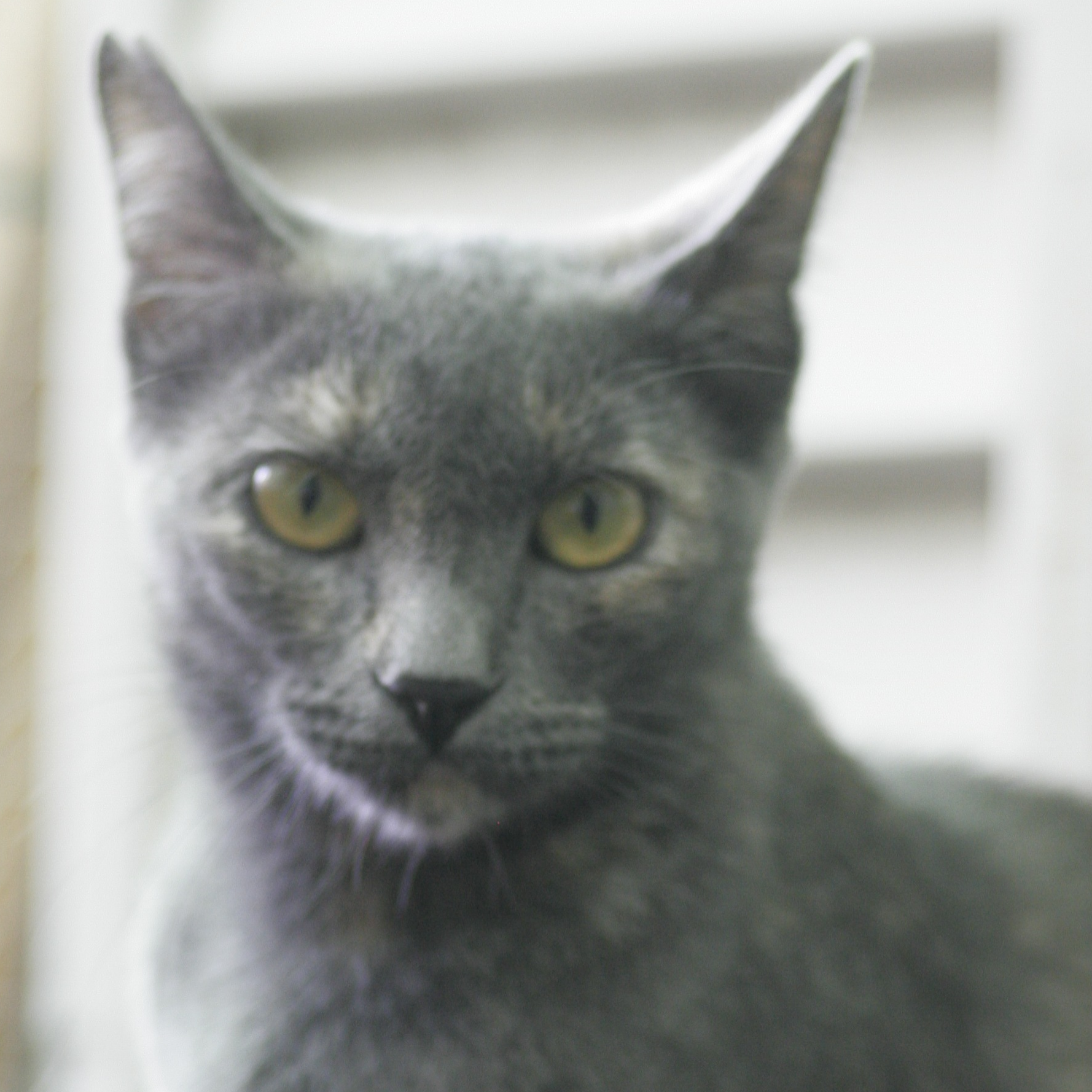 PERLA. CS EL ACEITUNILLO