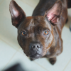 BELLA