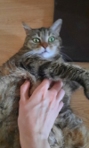 ILSA