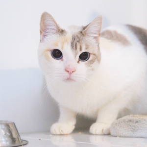 FULDA - Cat - 11pets: Adopt