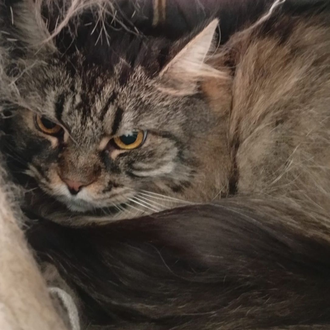 Nala