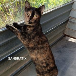 Sandratix