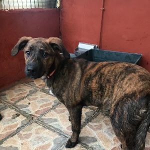 León - Dog - 11pets: Adopt