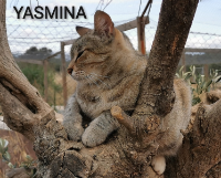 Yasmina 