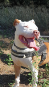 Jaicko