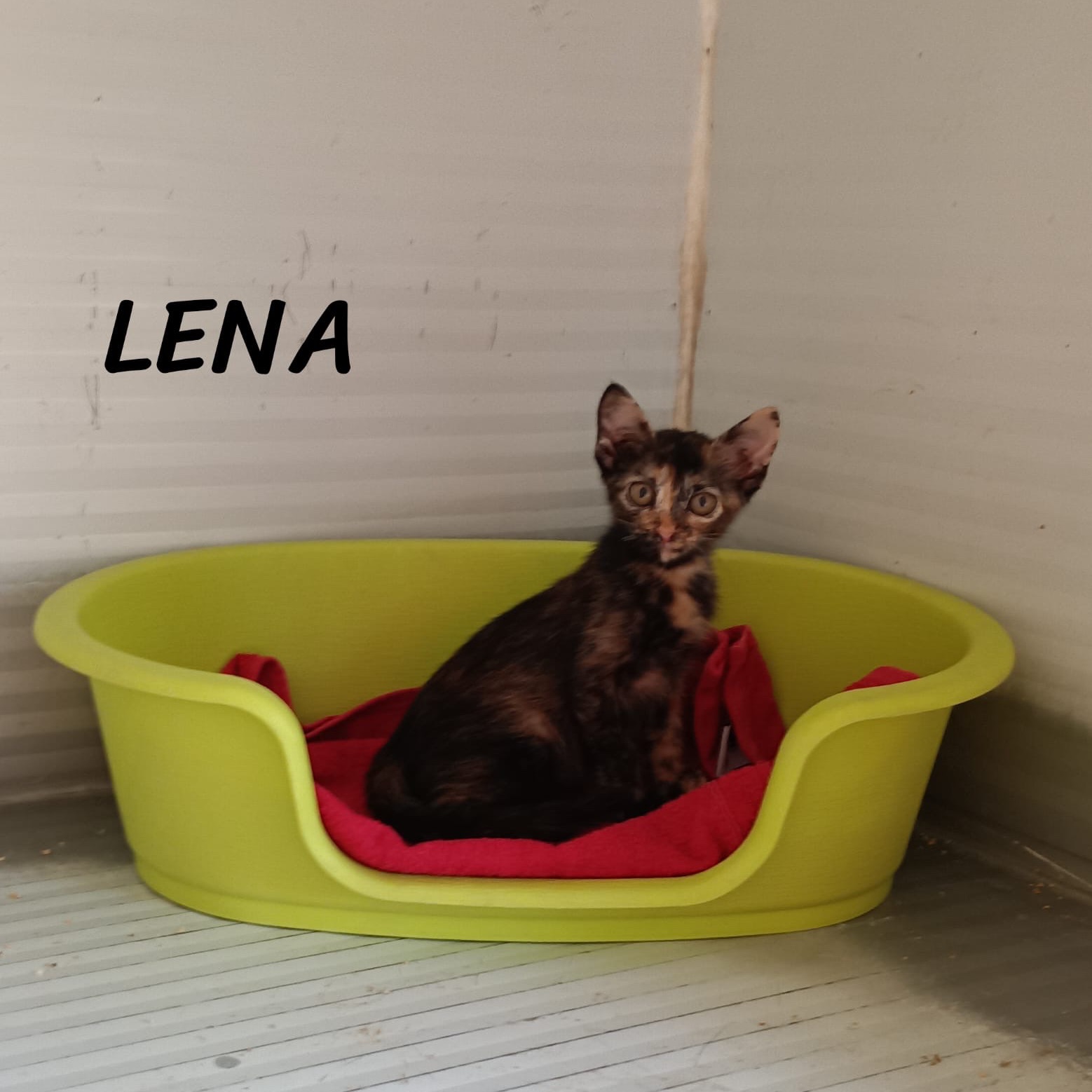 Lena