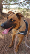 Cherokee (Chester)