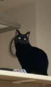 INDI