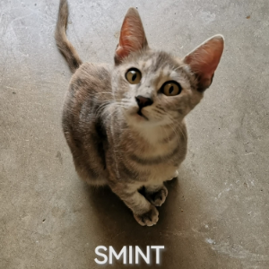 Smint - Cat - 11pets: Adopt