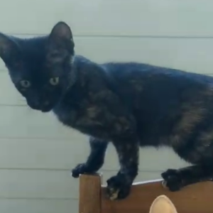 Kiara - Cat - 11pets: Adopt