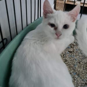 Blanco - Cat - 11pets: Adopt