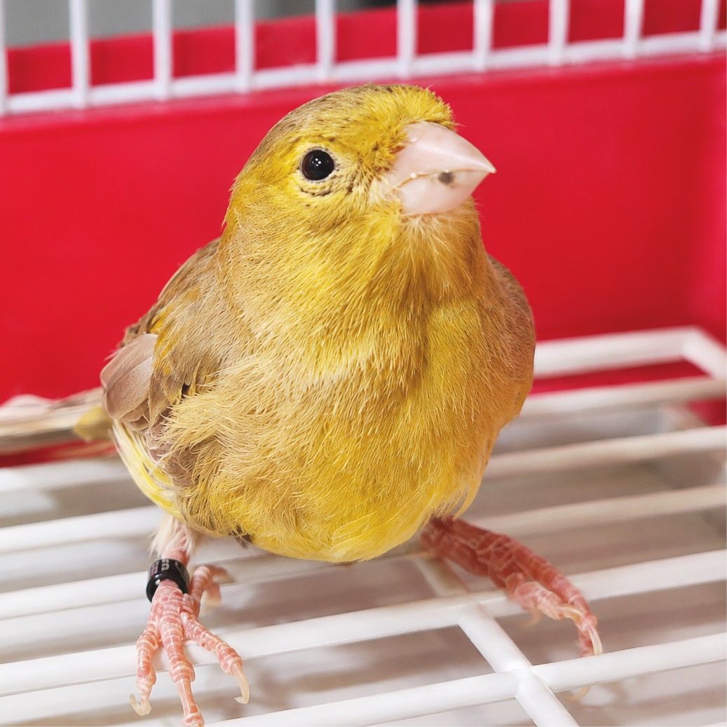 KUKU