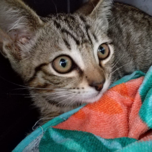 Canario - Cat - 11pets: Adopt