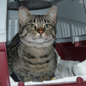 Vito - Cat - 11pets: Adopt