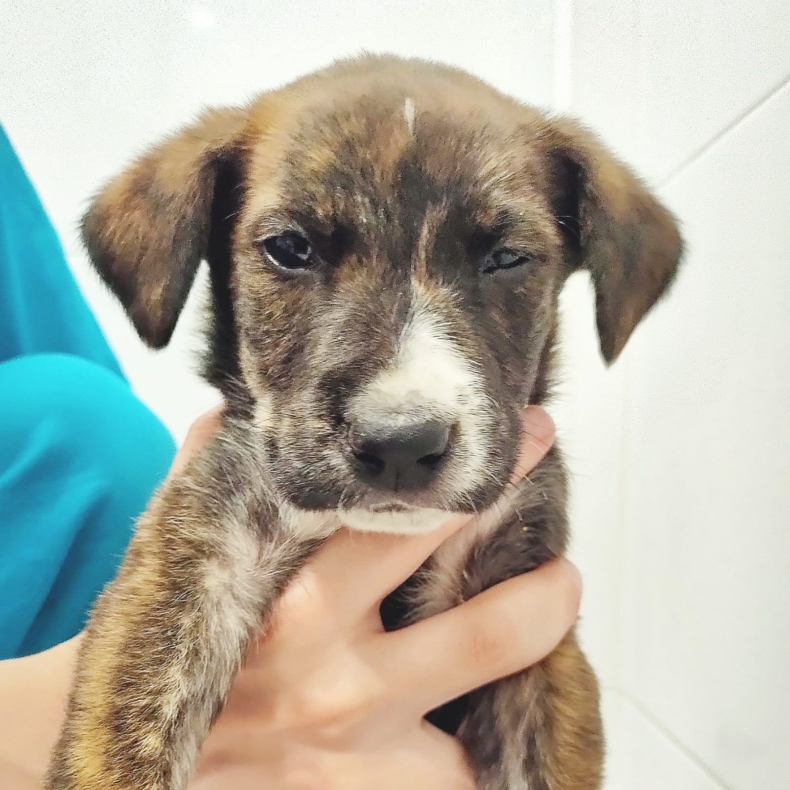 TIMUR ara LUITENANT ITCHEB