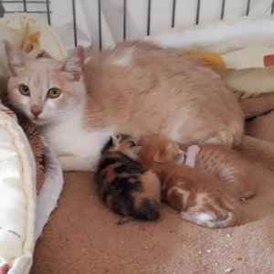 Amber - Cat - 11pets: Adopt