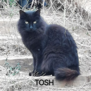 Tosh - Cat - 11pets: Adopt