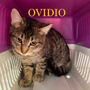 Ovidio  - Cat - 11pets: Adopt