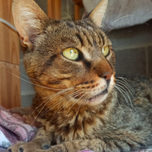 Fenris  - Cat - 11pets: Adopt