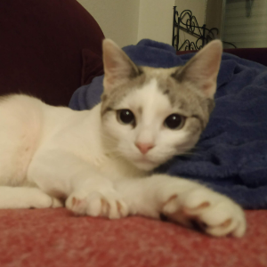 LISBOA - Cat - 11pets: Adopt