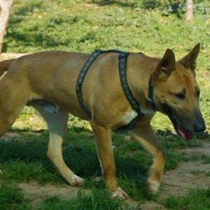 Bronco - Dog - 11pets: Adopt