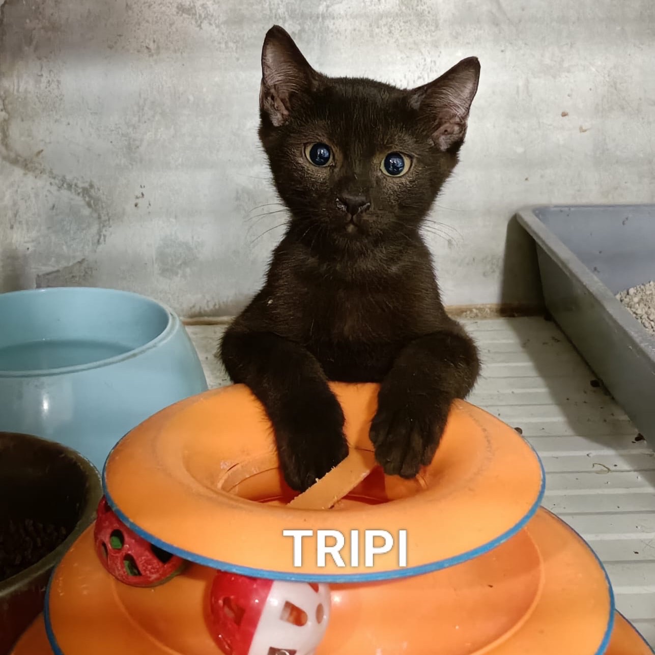 Tripi