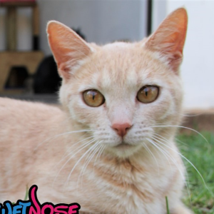 Odette - Cat - 11pets: Adopt