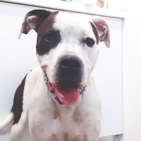 MILKA