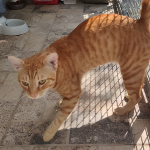 Grana - Cat - 11pets: Adopt