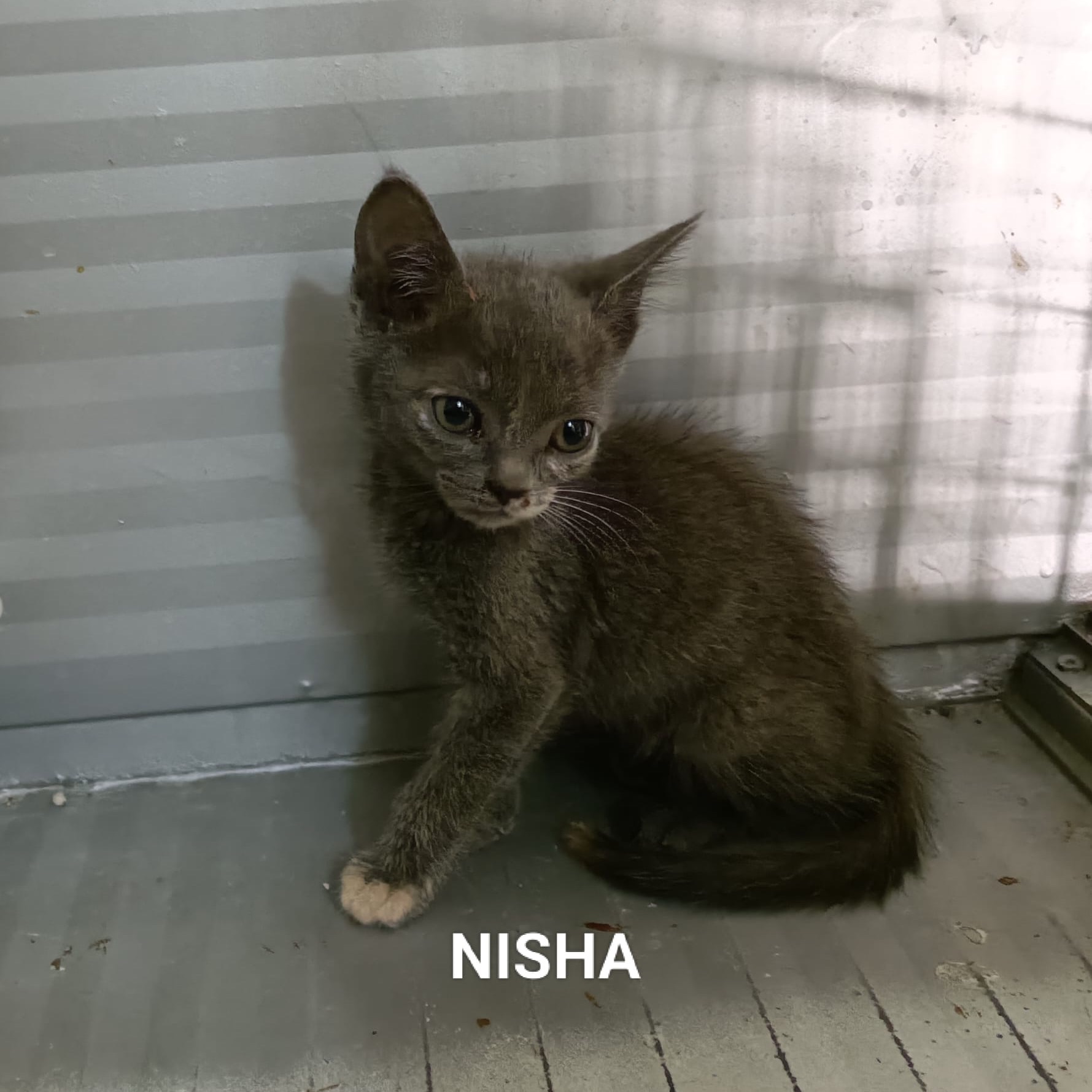 Nisha