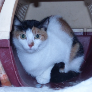 Pipa - Cat - 11pets: Adopt