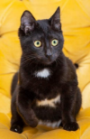 PEDRO