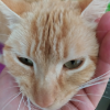 Minchi