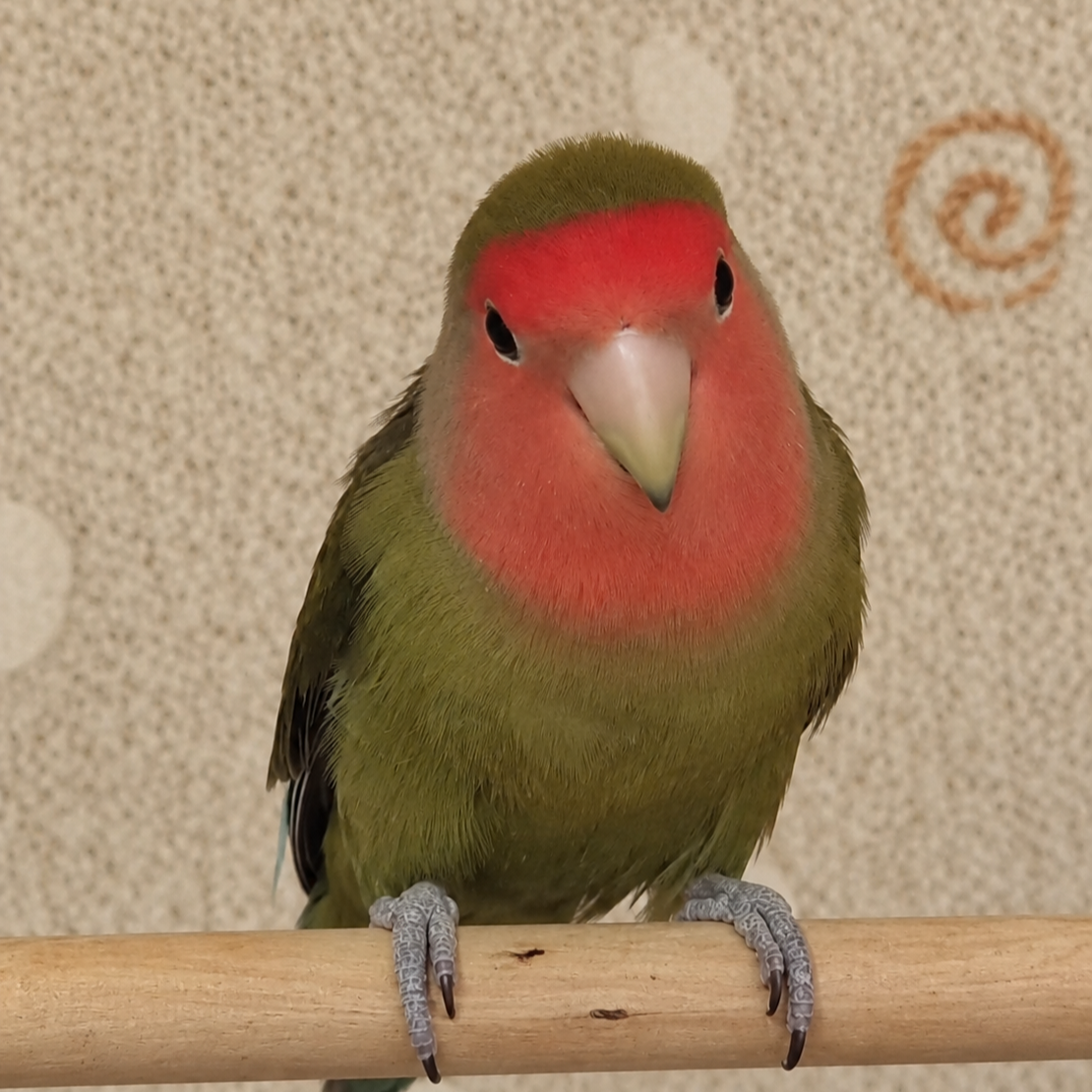 ZAZU